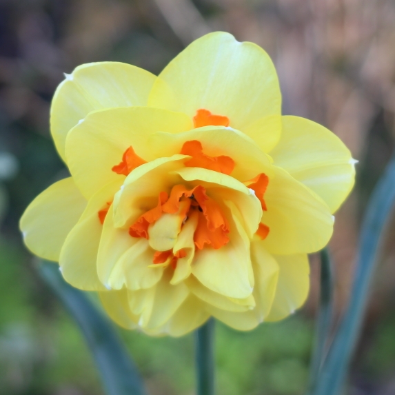 Plant image Narcissus 'Tahiti'