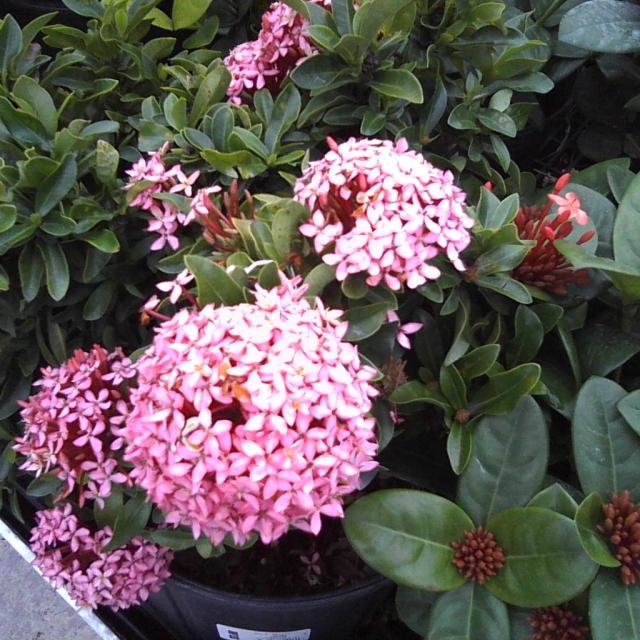 Plant image Ixora