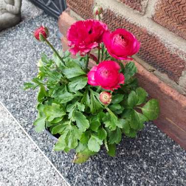 New Guinea Impatiens