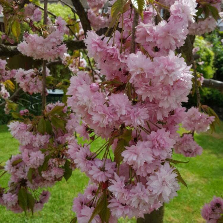 Plant image Delphinium 'Magic Fountains Cherry Blossom'