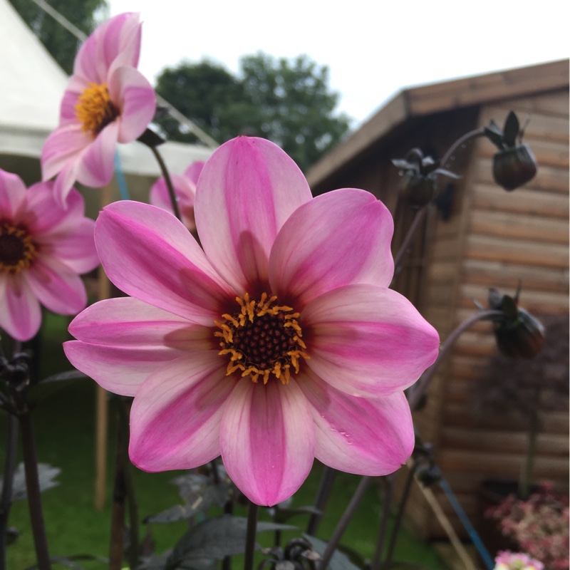 Dahlia 'Happy Days Purple' (Bedding)