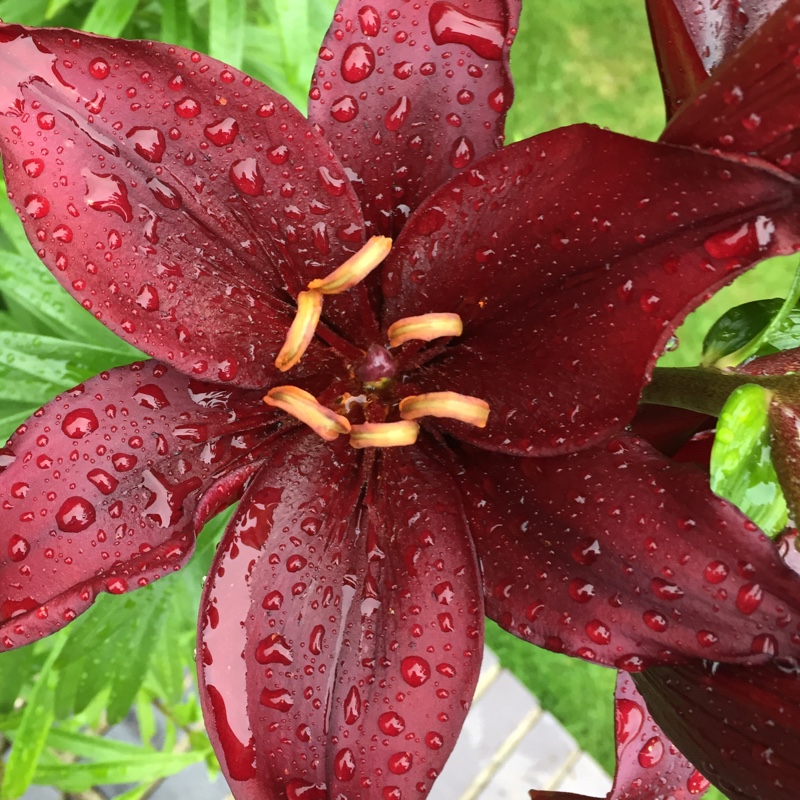 Lily (Asiatic)