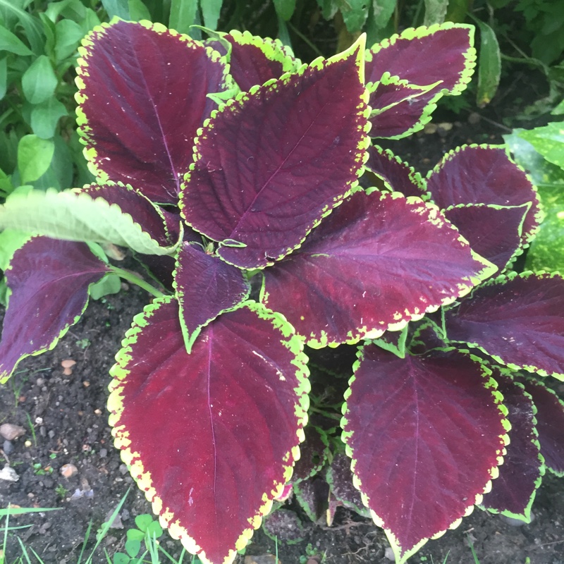 Coleus