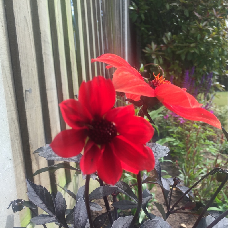 Dahlia 'Bishop of Llandaff' (Peony-flowered)