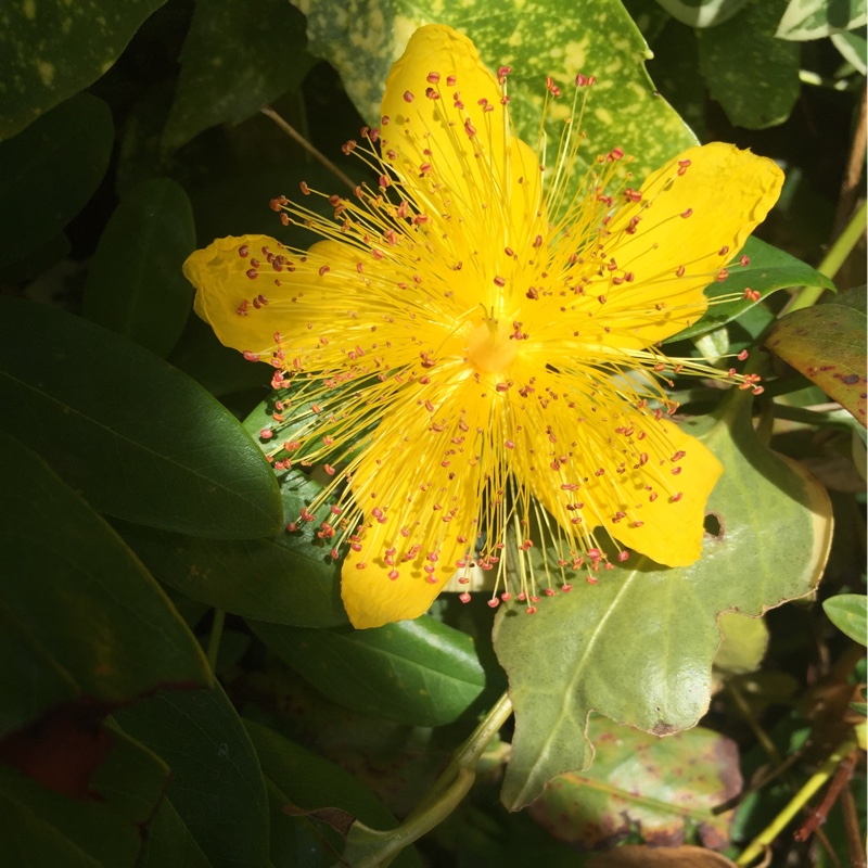 St Johns Wort