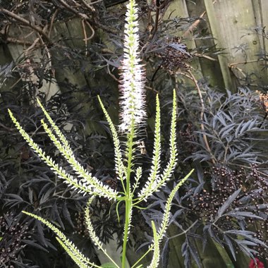 Culver's root Veronica