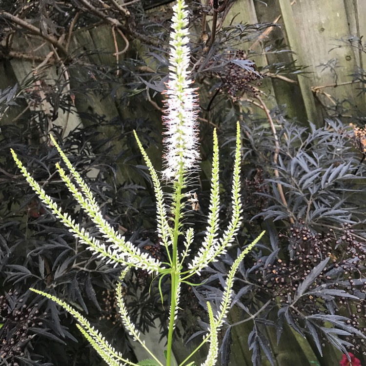 Plant image Veronicastrum virginicum 'Album'