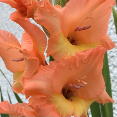 Gladioli