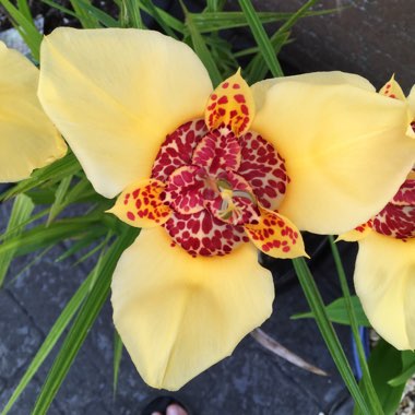 Mexican Shell Flower