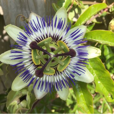 Blue Passion Flower