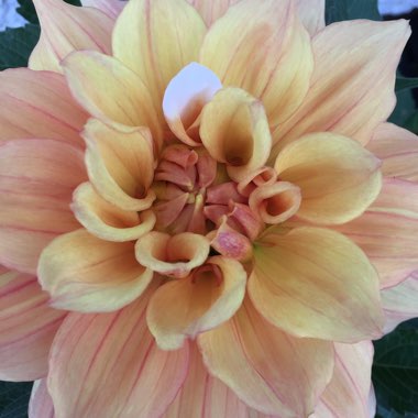 Border Dahlia