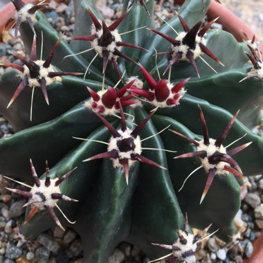 Astrophutym 'Star Cactus'