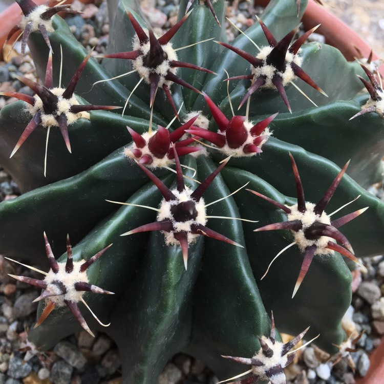 Plant image Astrophytum Ornatum