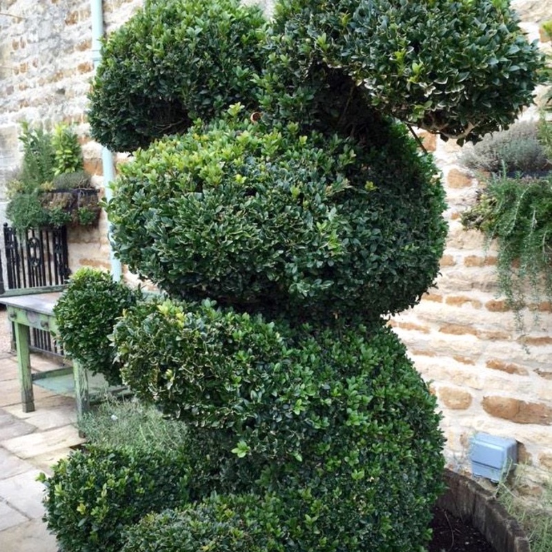 Buxus sempervirens