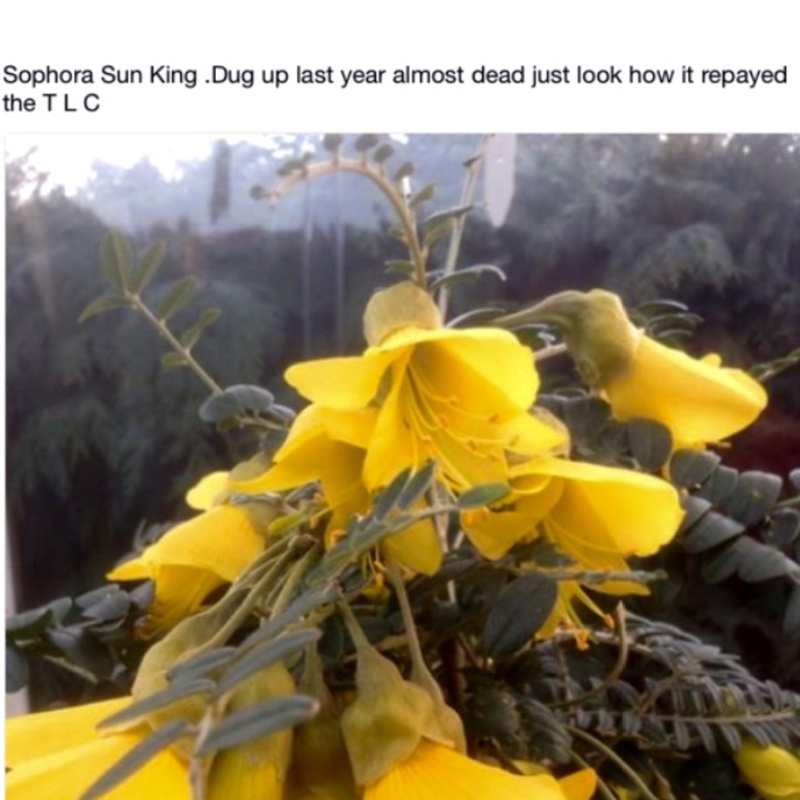 Plant image Sophora microphylla 'Sun King'