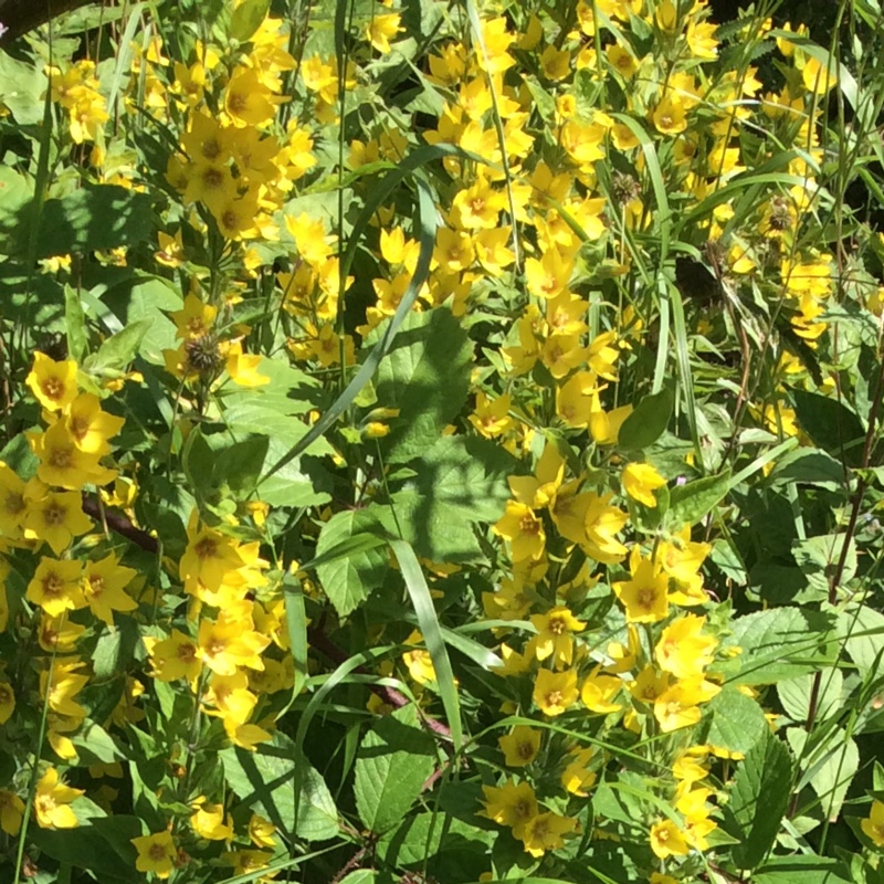 Large Yellow Loosestrife