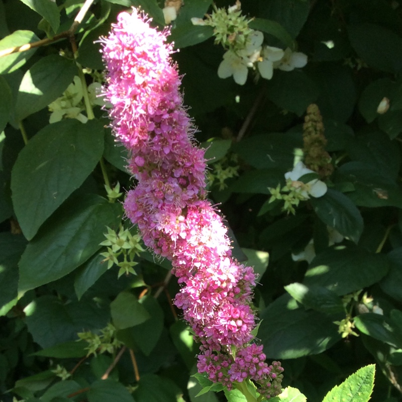 Steeple Bush, Douglas Spiraea