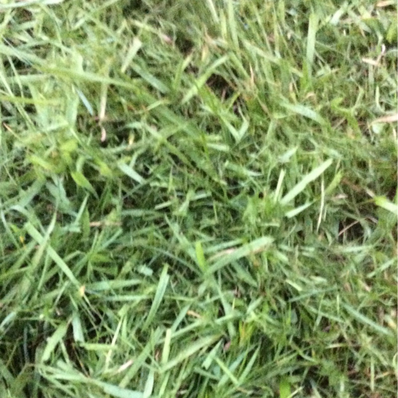 Dwarf Ryegrass