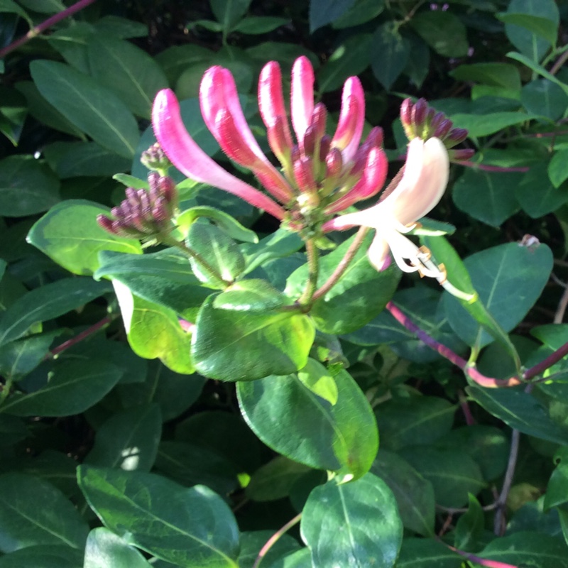 Honeysuckle 'Belgica'