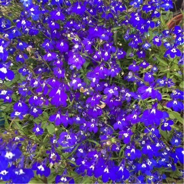 Lobelia 'Blue with Eye Palace'