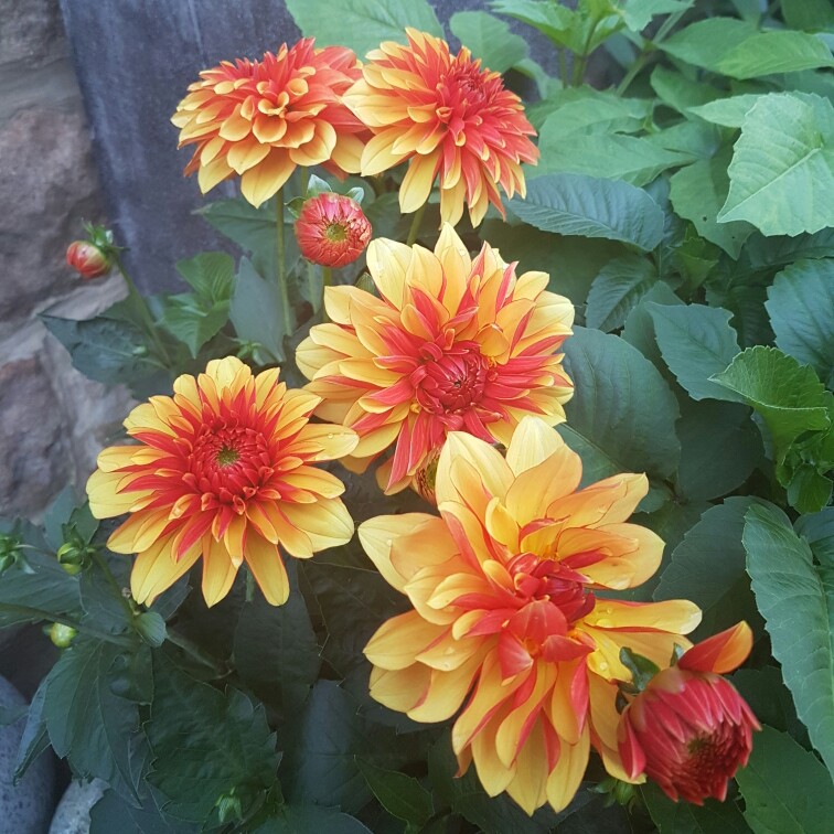 Dahlia 'Dalaya Shiva'