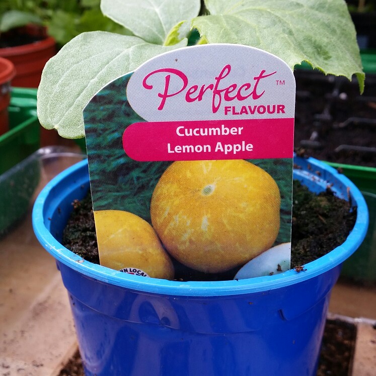 Cucumber 'Lemon apple'