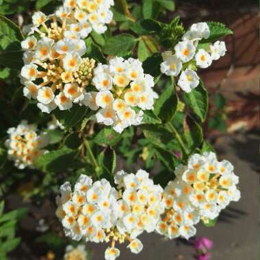 Lantana camara