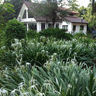 Hymenocallis littoralis