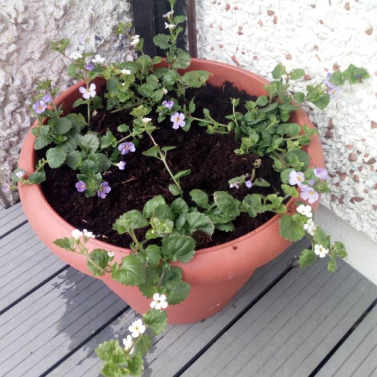 Plant image Bacopa