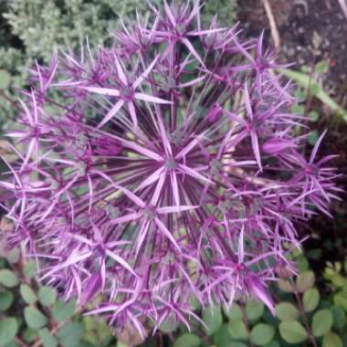 Allium 'Gladiator'