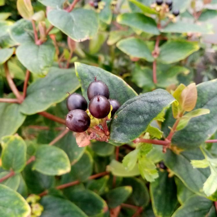 Plant image Hypericum x inodorum 'Magical Red'