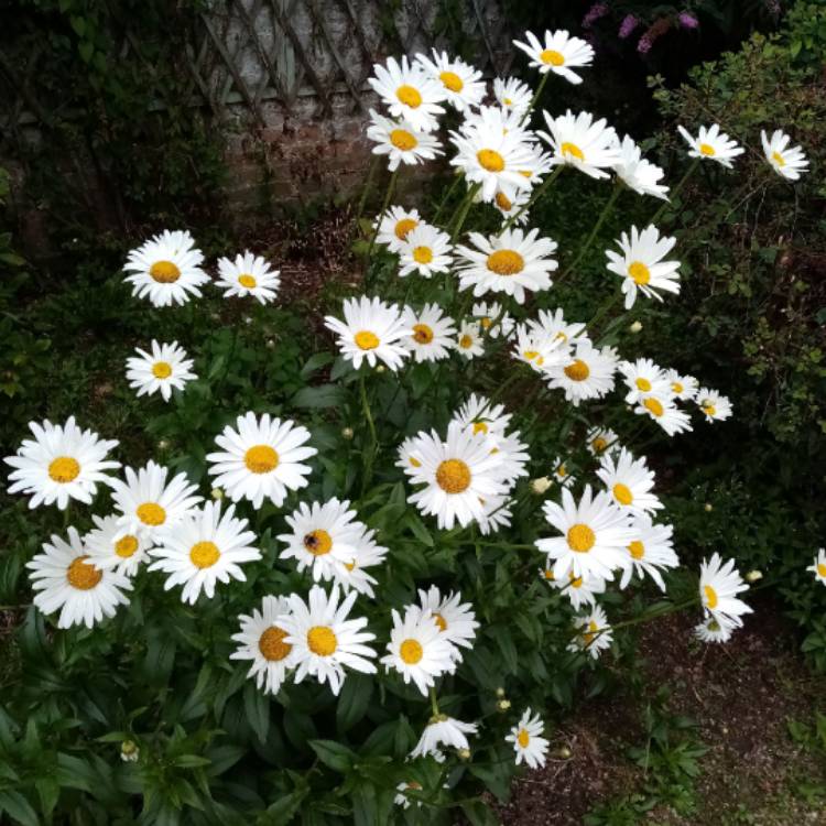 Plant image Leucanthemum x superbum 'Phyllis Smith'