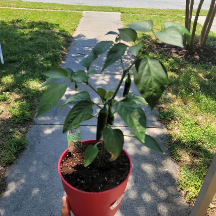 Plant image Capsicum Annuum 'Mammoth Jalapeno Pepper'