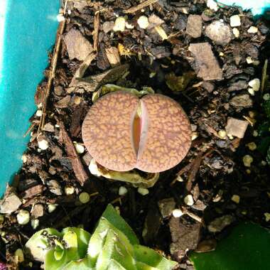 Lithops Lesliei var. Hornii