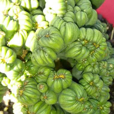 Cereus forbesii monstrose 'Ming Thing'