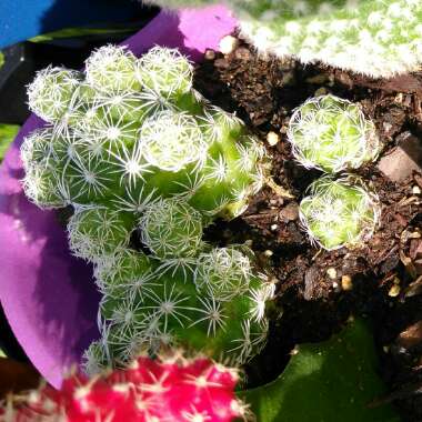 Mammillaria vetula 'Fragilis' syn. Mammillaria gracilis var. fragilis, Mammillaria fragilis