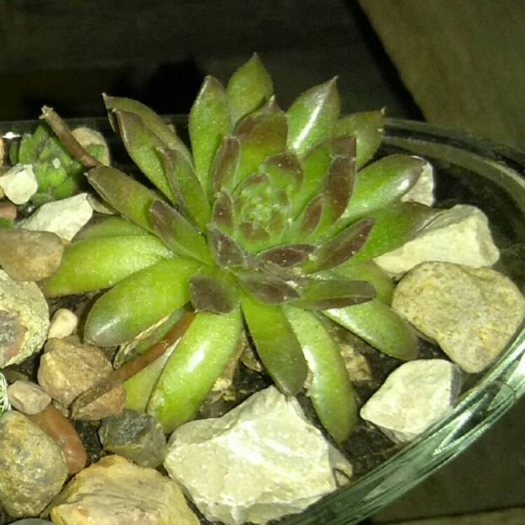 Plant image Sempervivum Jade Rose