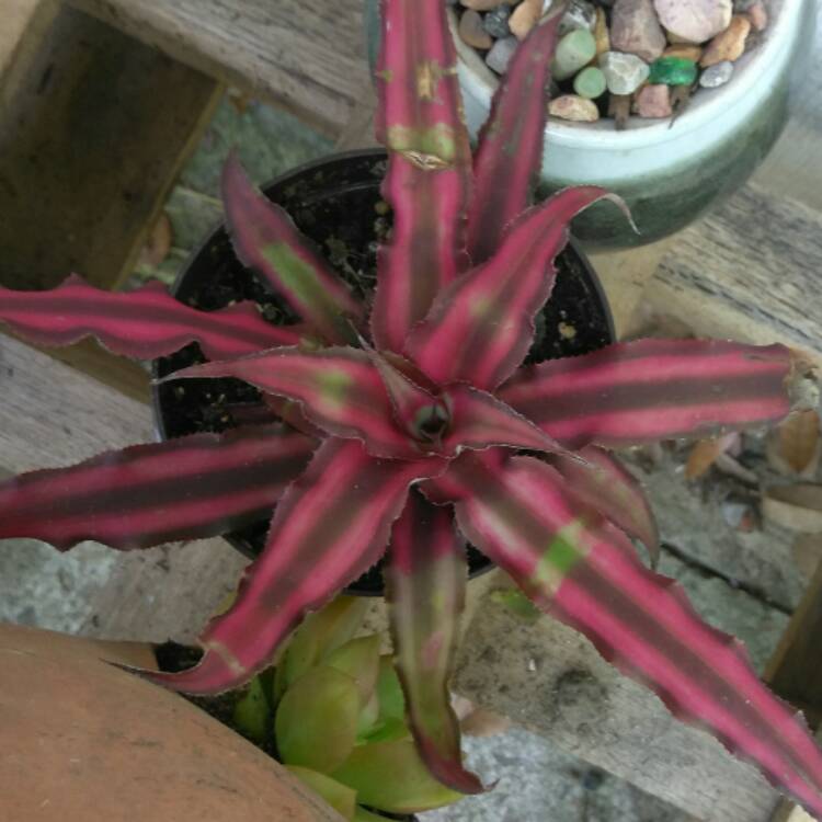 Plant image Cryptanthus Bivittatus