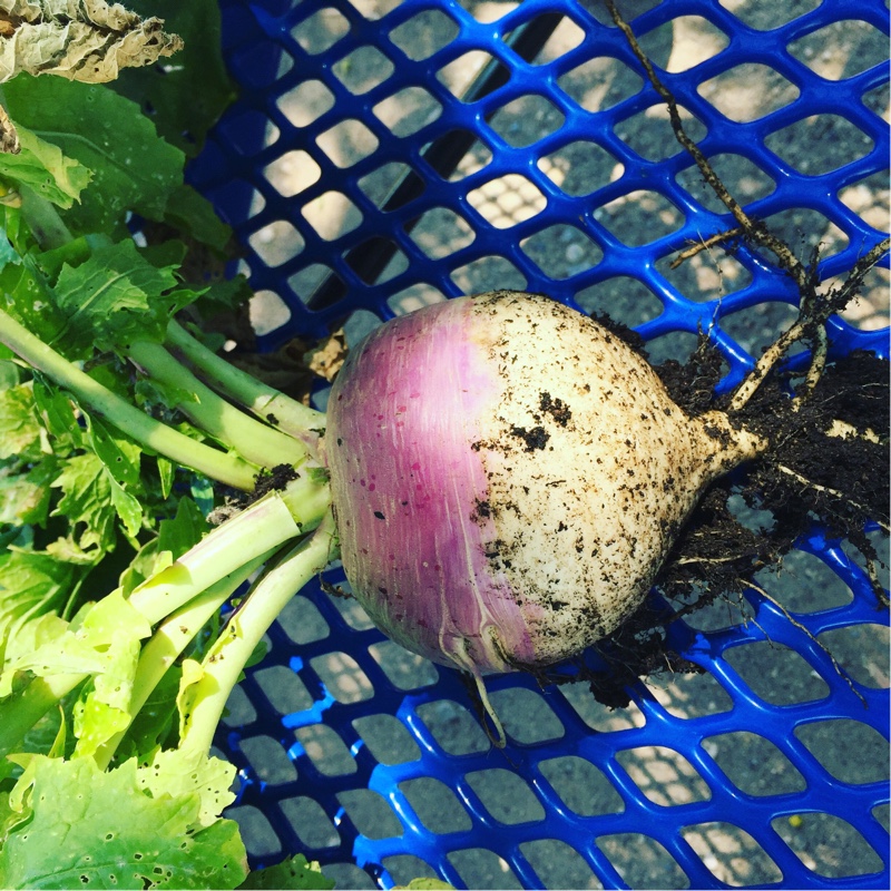 Plant image Brassica Rapa subsp. Rapa 'Purple Top Milan'