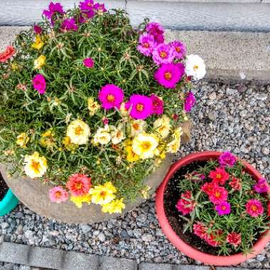 Portulaca 'Everbloom (Mix)