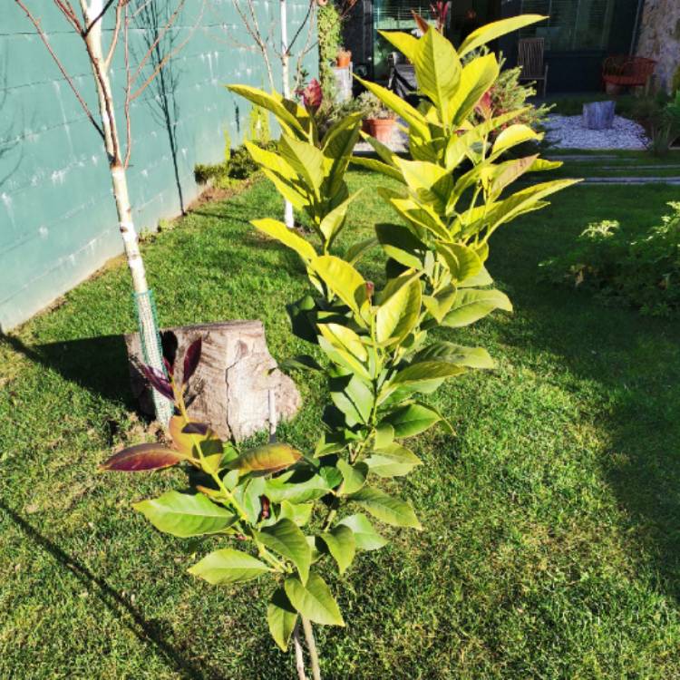 Plant image Citrus limon x reticulata