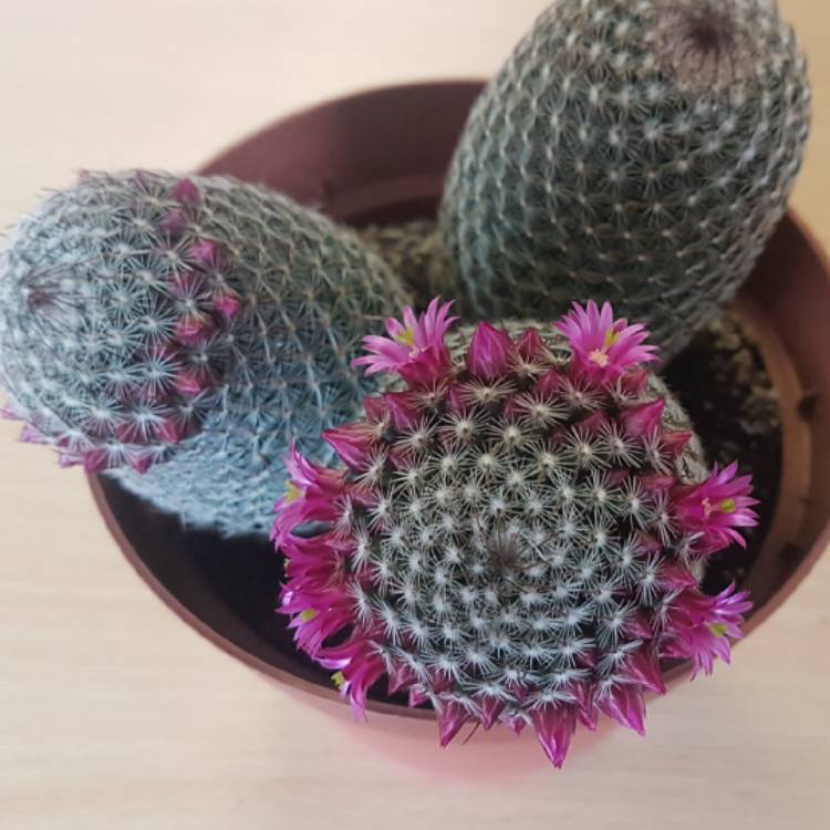 Plant image Mammillaria haageana 'Elegans'