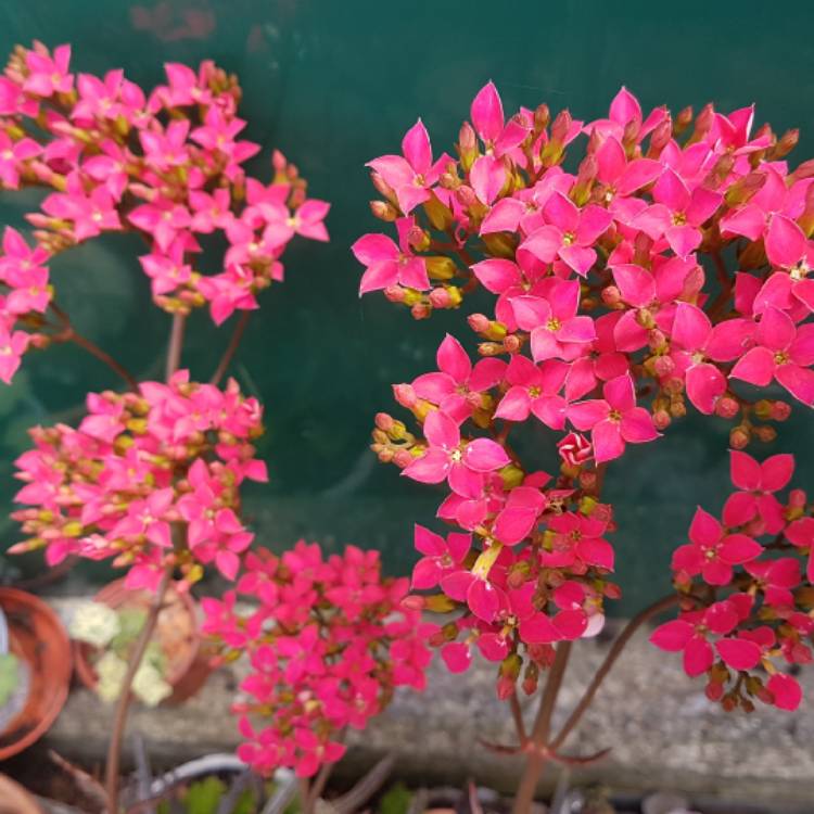 Plant image Kalanchoe Laciniata