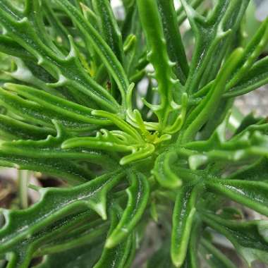 Kalanchoe Laciniata