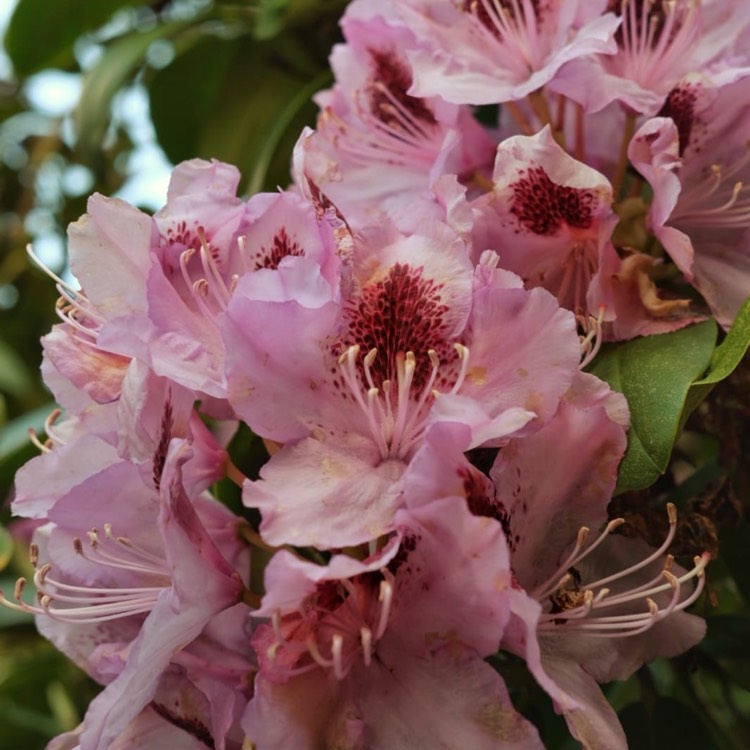 Plant image Rhododendron 'Ramapo'