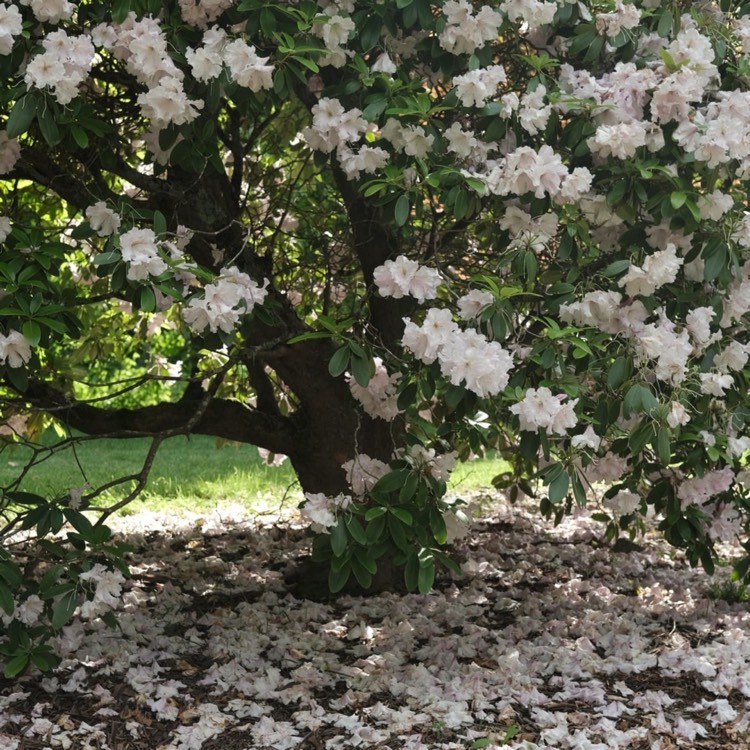 Plant image Rhododendron 'Tinkerbird'