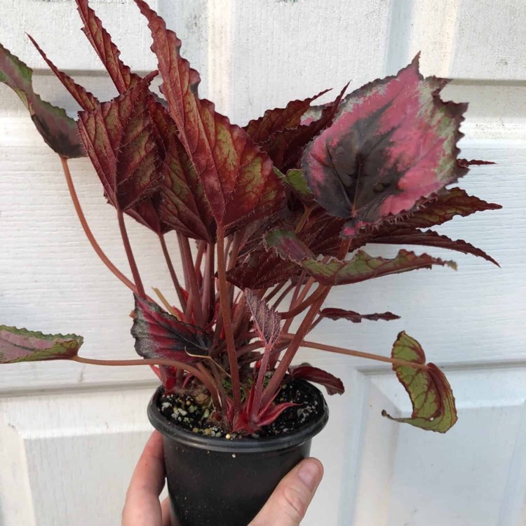 Plant image Begonia (Rex Cultorum Group) 'Red Kiss' syn. Begonia rex 'Red Kiss'