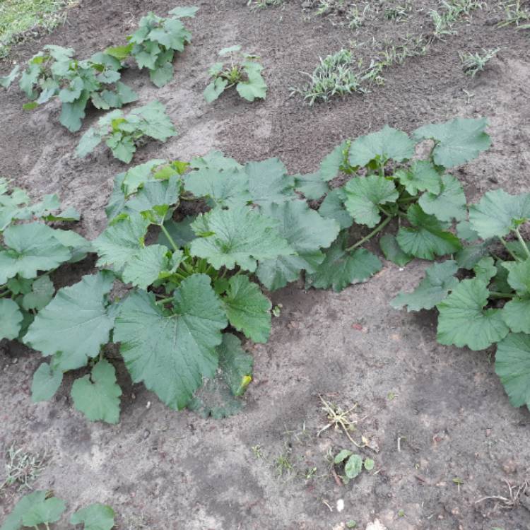 Plant image Cucurbita pepo 'Anton'