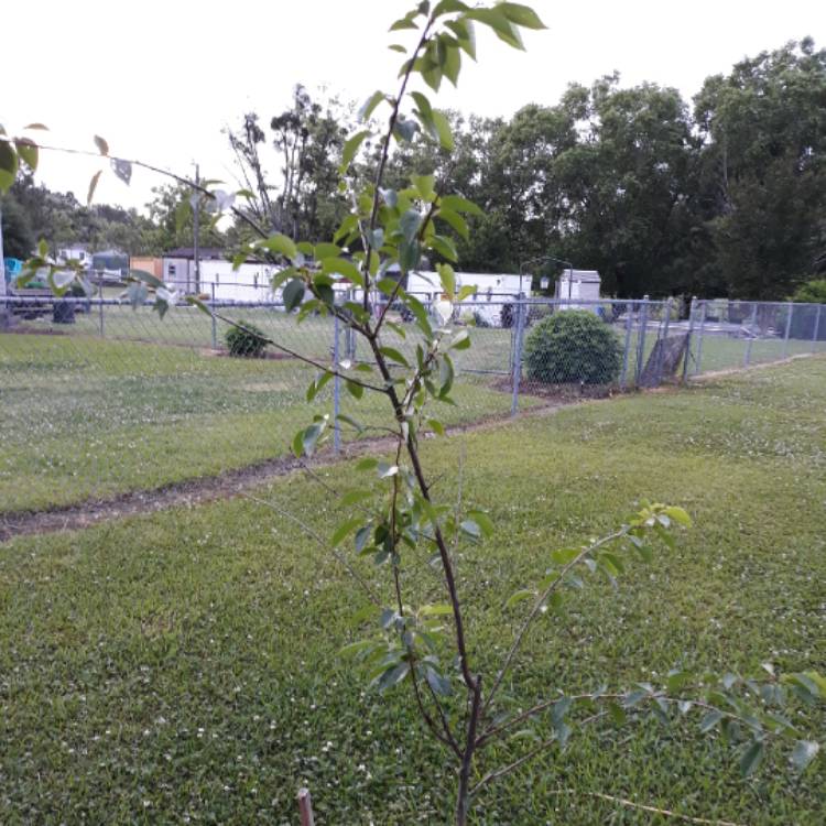 Plant image Prunus x yedoensis