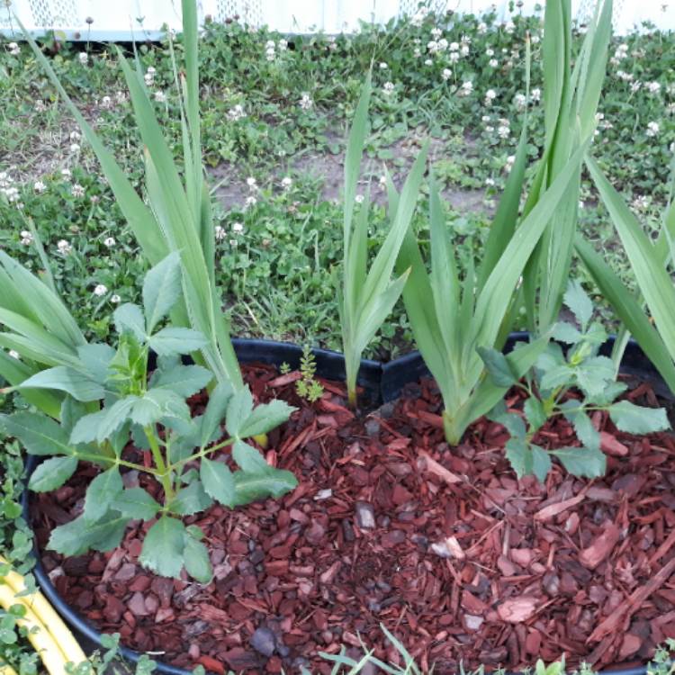 Plant image Brassica oleracea var. Italica Calabrese 'Anastya'F1